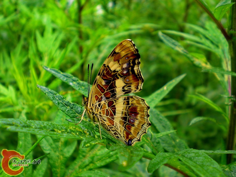 DSCN4385.JPG