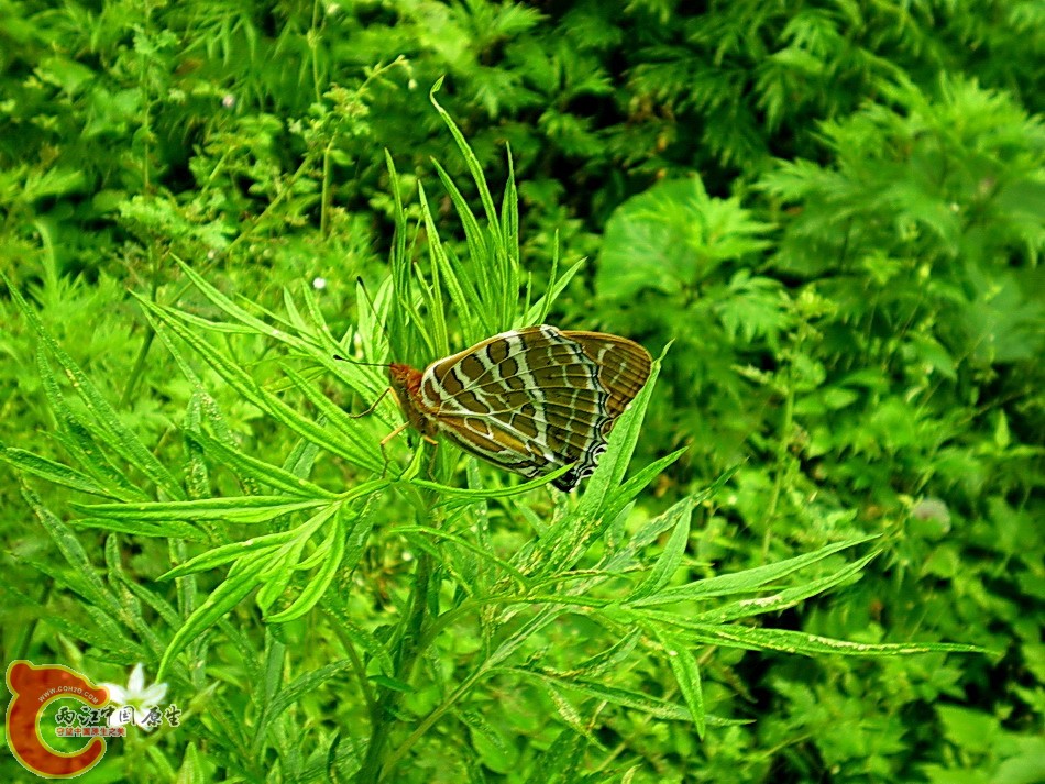 DSCN4389g.jpg