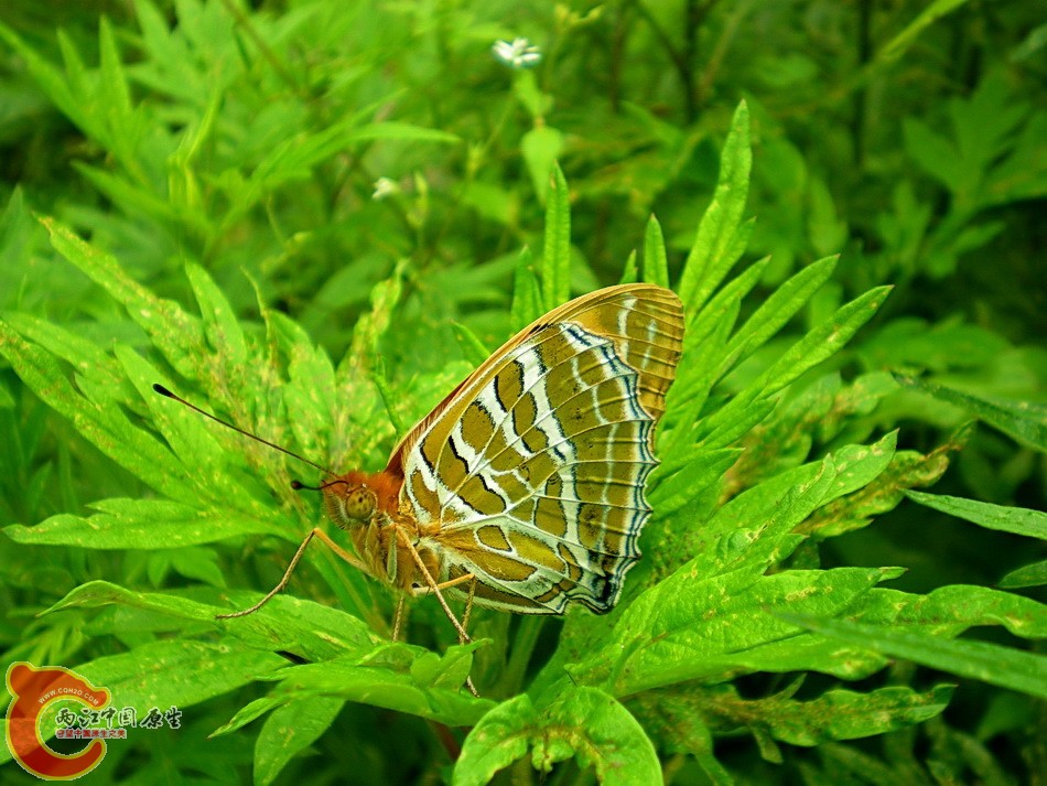 DSCN4394g.jpg