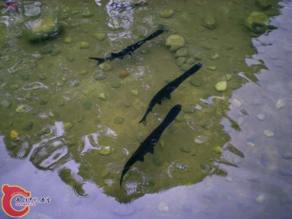 DSCN4418.JPG