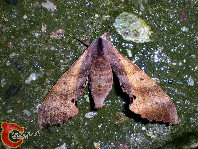 DSCN4424.JPG