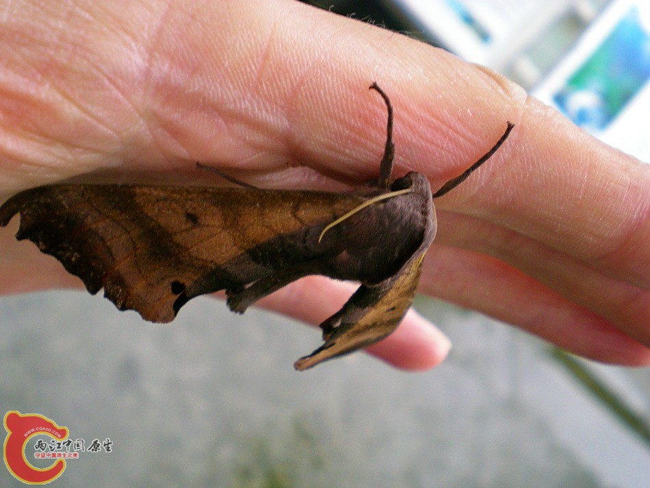 DSCN4430.JPG