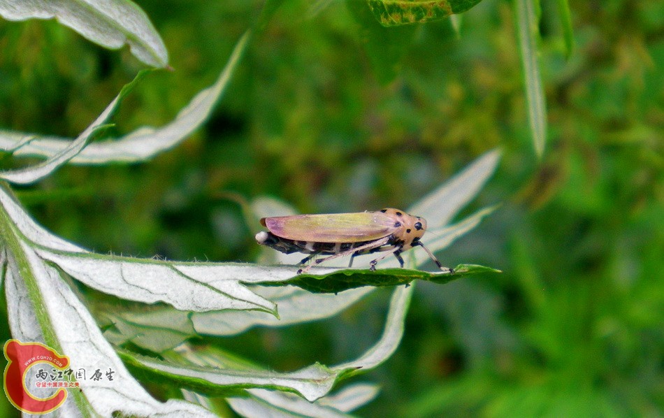 DSCN4450.JPG