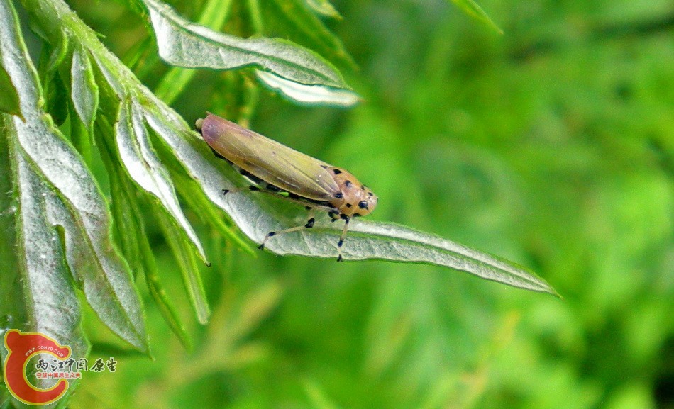 DSCN4452.JPG