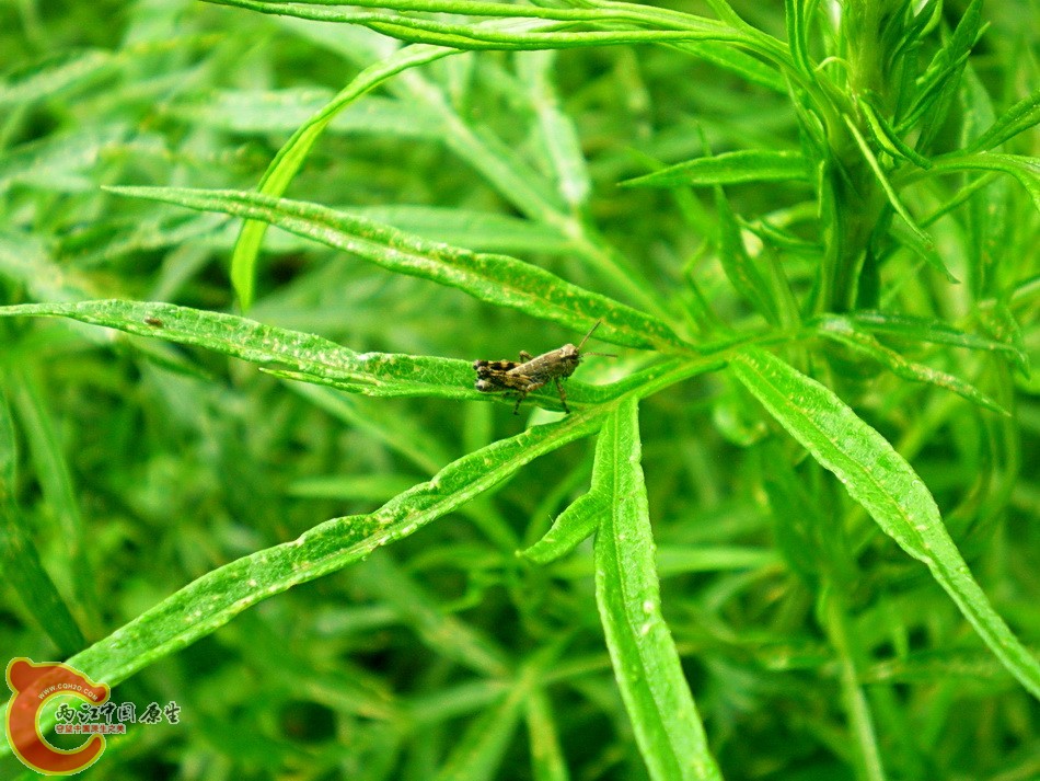 DSCN4460.JPG