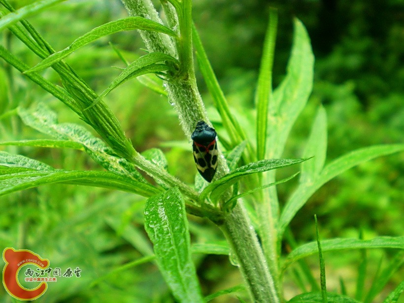 DSCN4463.JPG