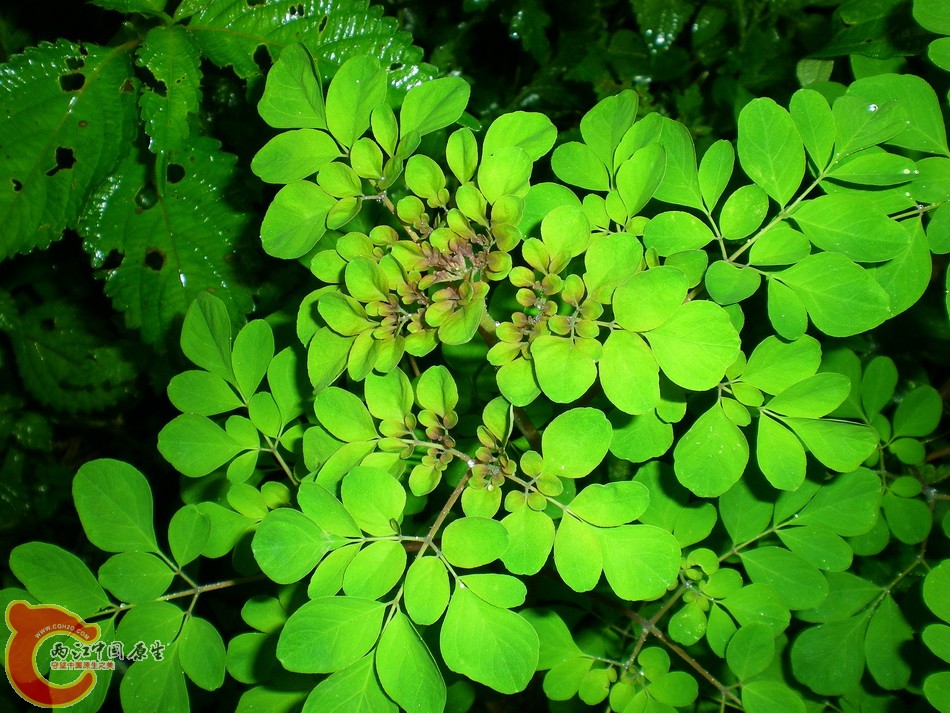 DSCN4467.JPG