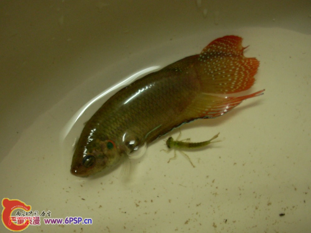 圆尾国斗 2012.04.30-DSCN1767.jpg
