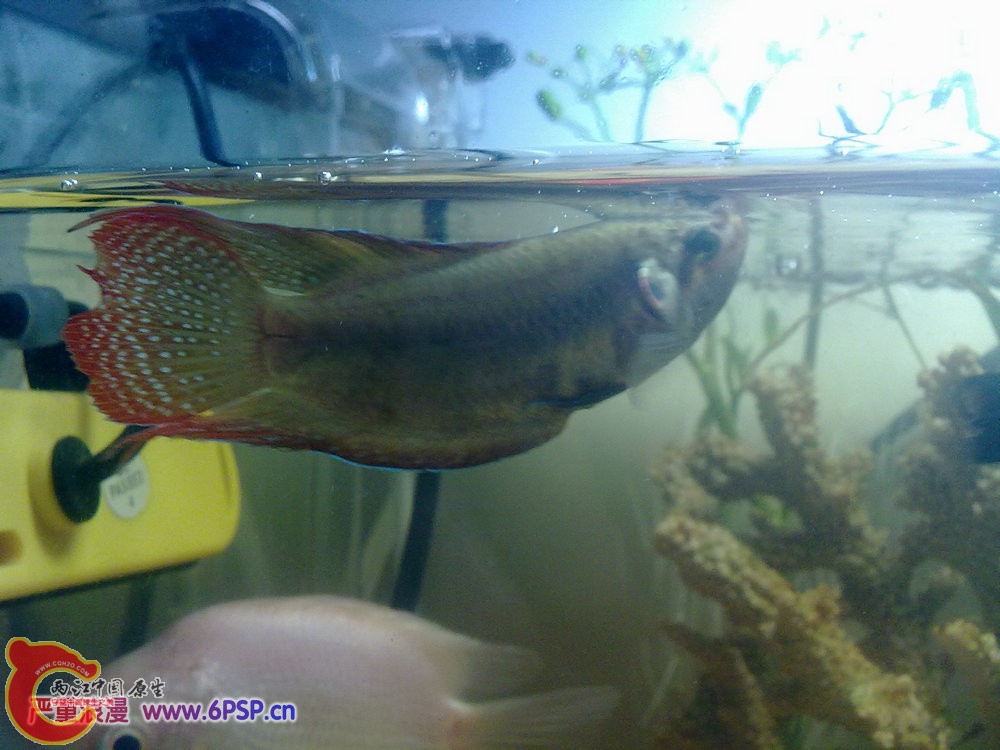 圆尾国斗 20120430-914.jpg