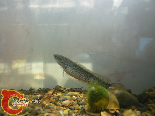 P1060009.JPG