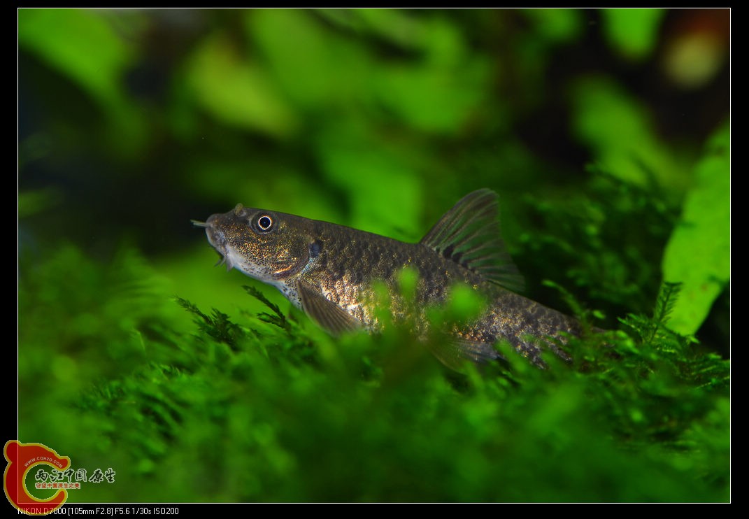 DSC_1930.jpg
