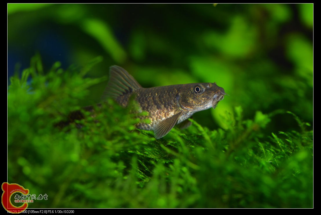 DSC_1935.jpg