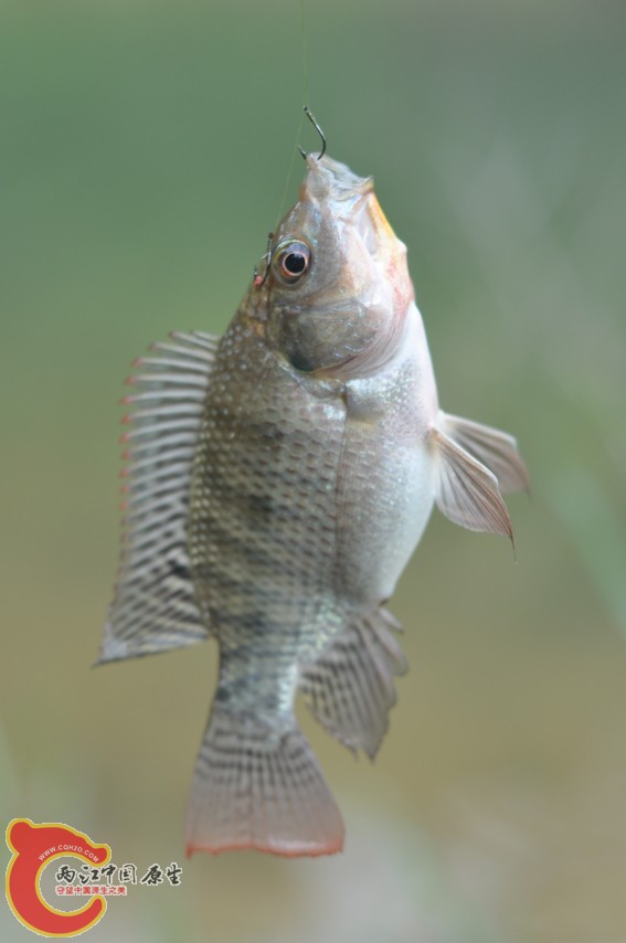 DSC_0221.JPG