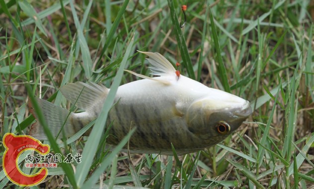 DSC_0253.JPG