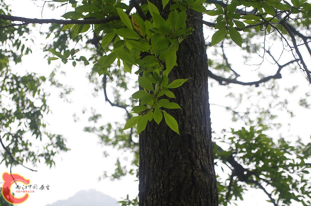 _IGP7779.jpg