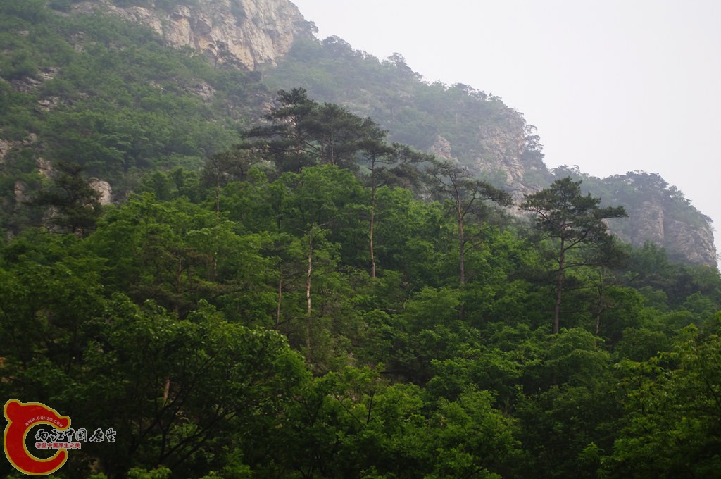 赤松栎林.jpg