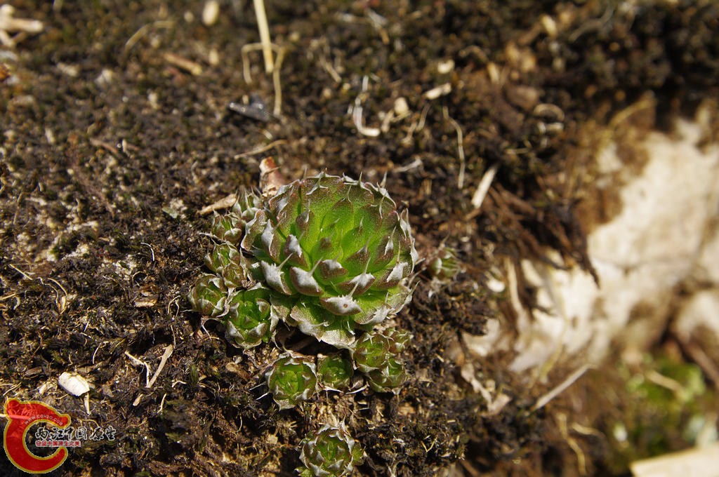 _IGP6207.jpg
