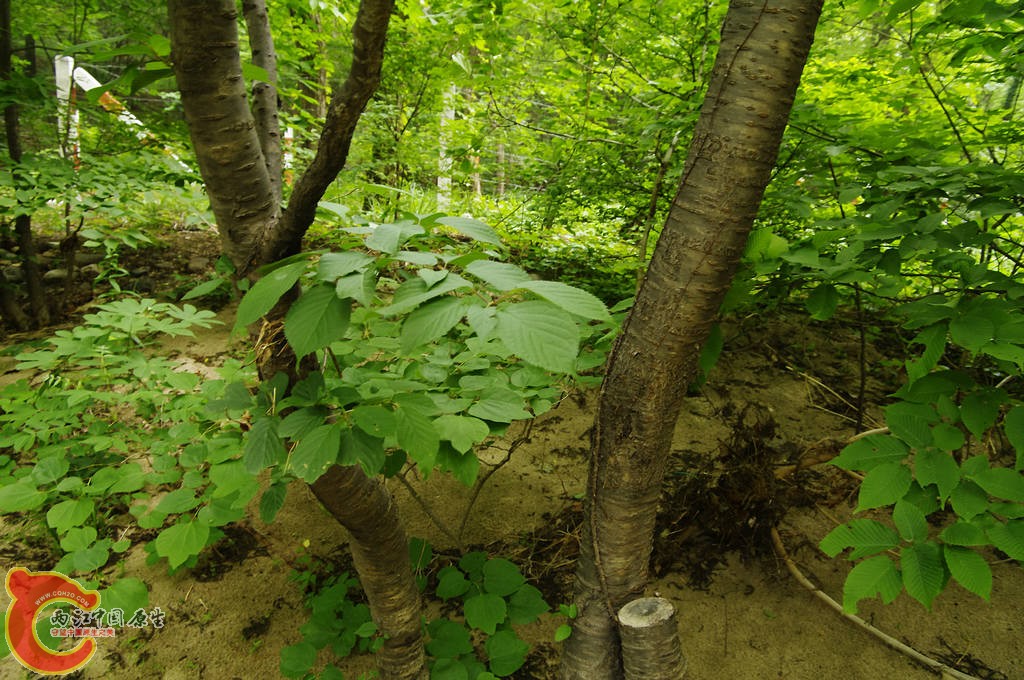 _IGP7490.jpg
