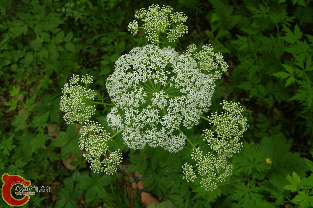 _IGP7526.jpg