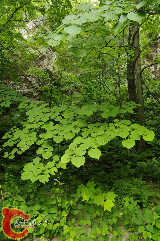_IGP7536.jpg