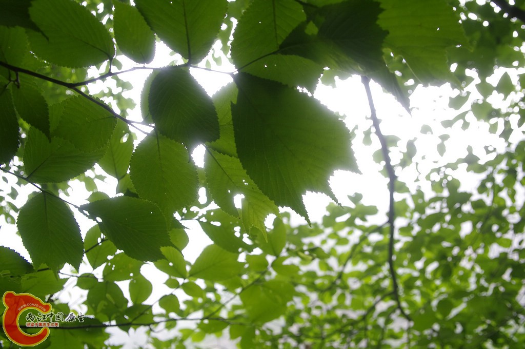 _IGP7550.jpg