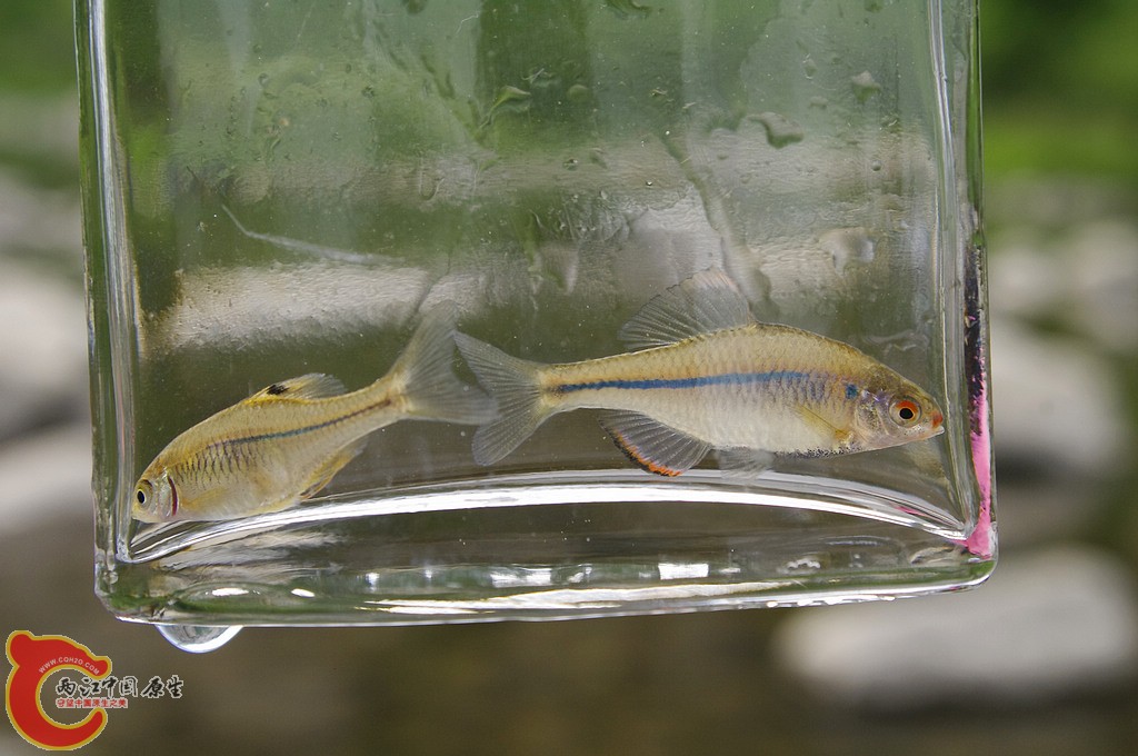 粗纹暗色鰟鮍.jpg