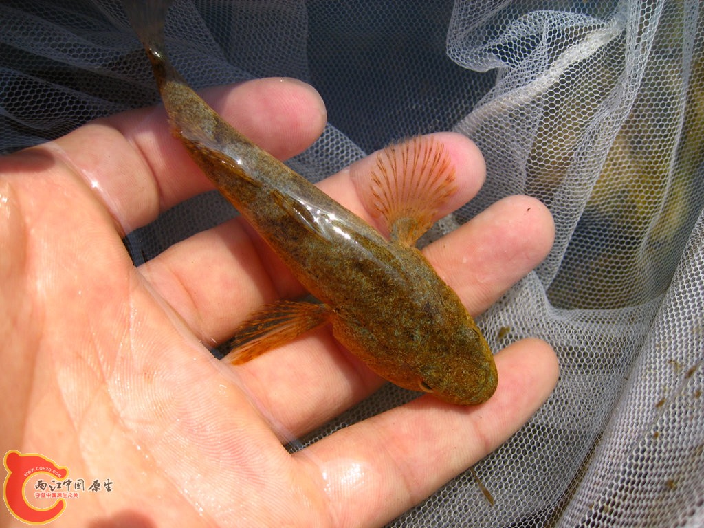 鸭绿江沙塘鳢4.jpg