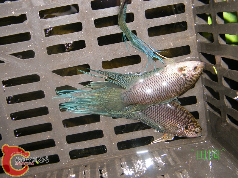 俯拍深圳20.jpg