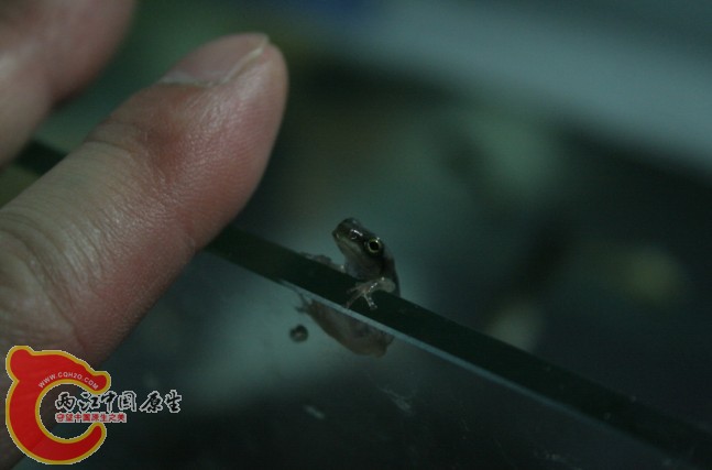 前段时候养的大范树蛙的蝌蚪上岸了