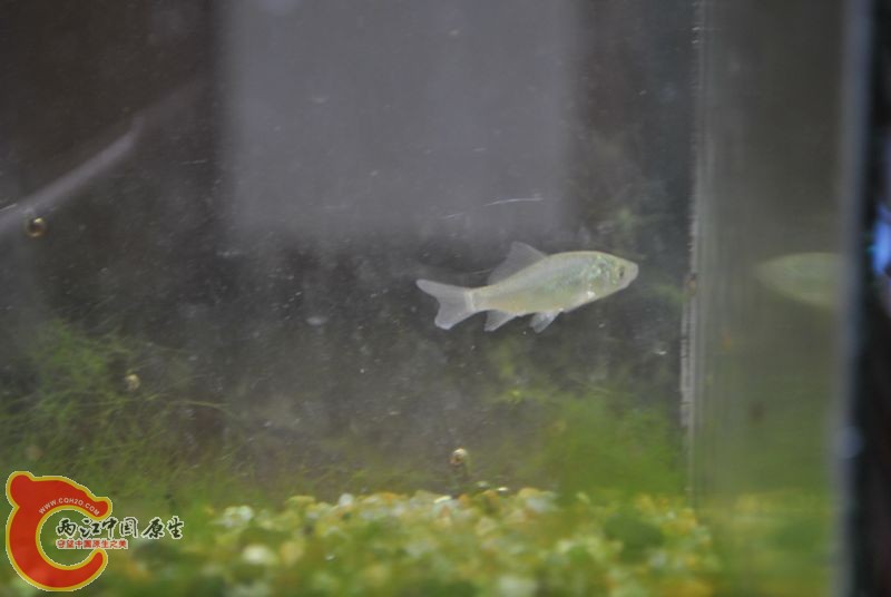 DSC_0387.jpg
