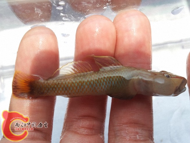 dcim@camera@2012-06-15 11_3454.jpg