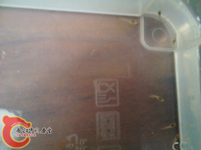 IMG_20120616_115337.jpg