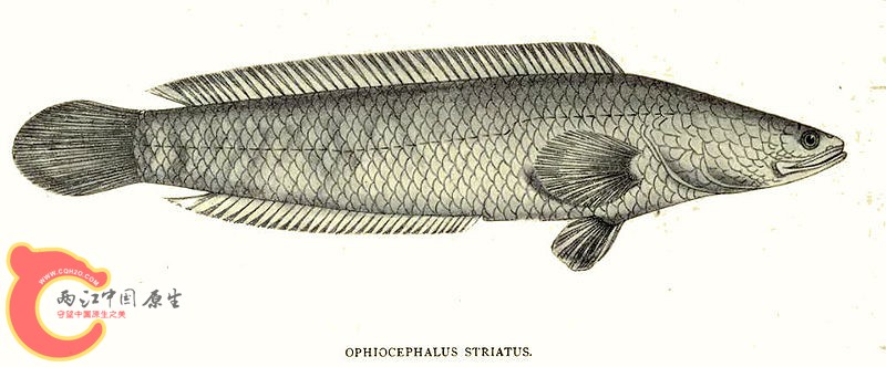 800px-Channa_striata_Thomas.jpg