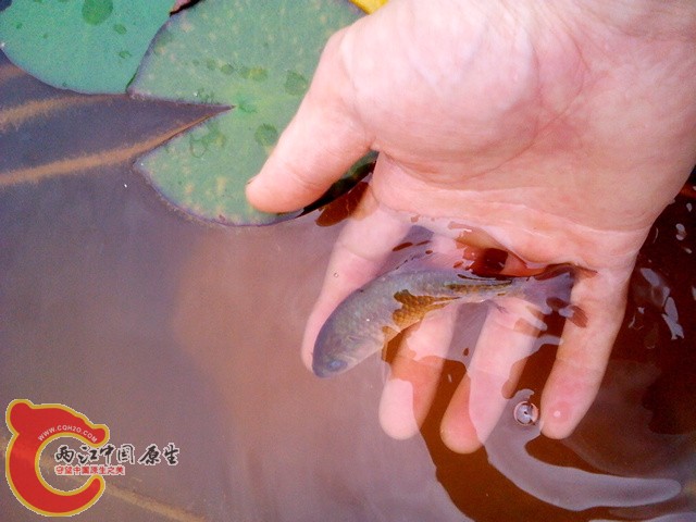 IMG_20120608_125651.jpg