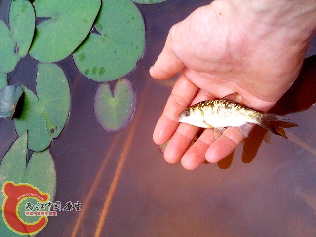 IMG_20120608_125811.jpg