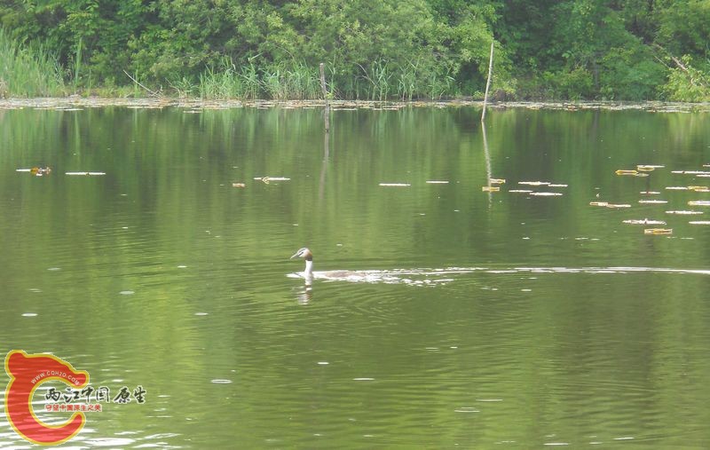 复件 水鸡子20120617.jpg