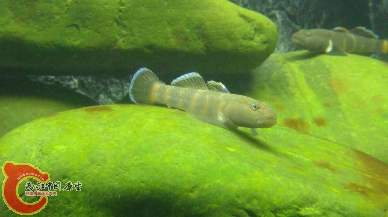 靓虎4.jpg