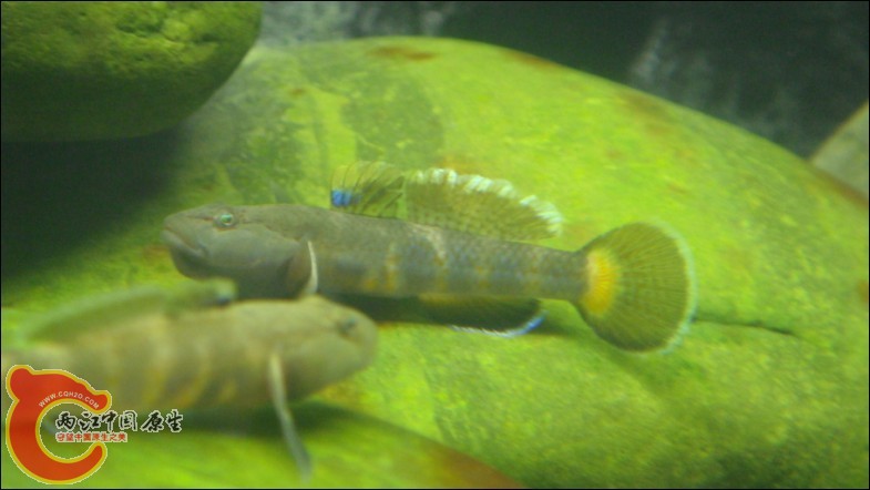 靓虎3.jpg