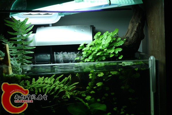 蕨类 天胡荽.jpg