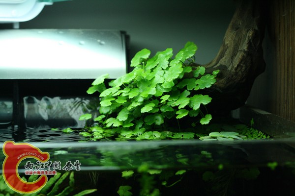 天胡荽 水上.jpg