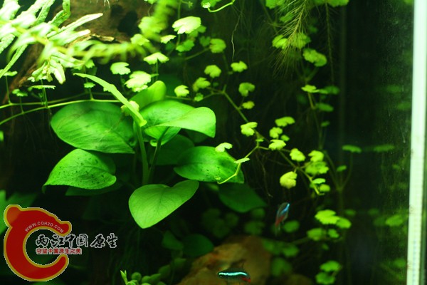 天胡荽 水下.jpg