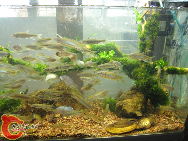 造景缸2_副本.jpg