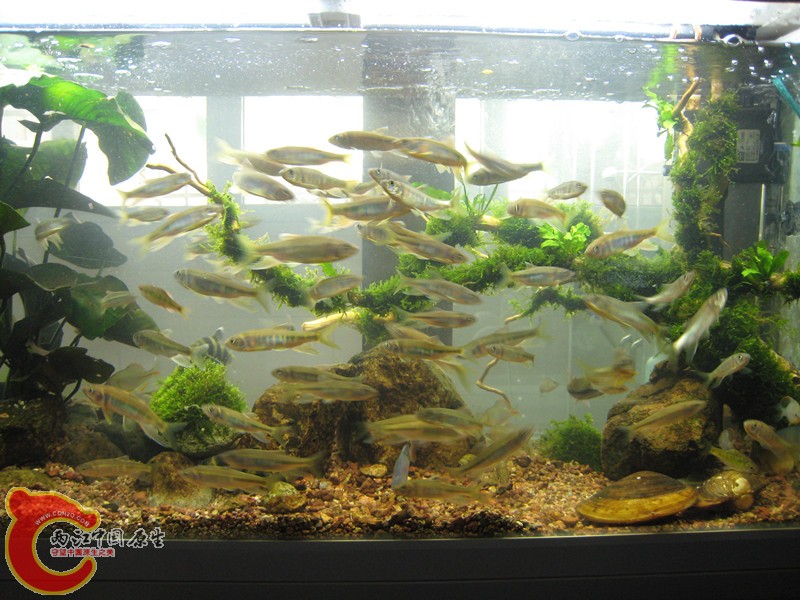 造景缸4_副本.jpg