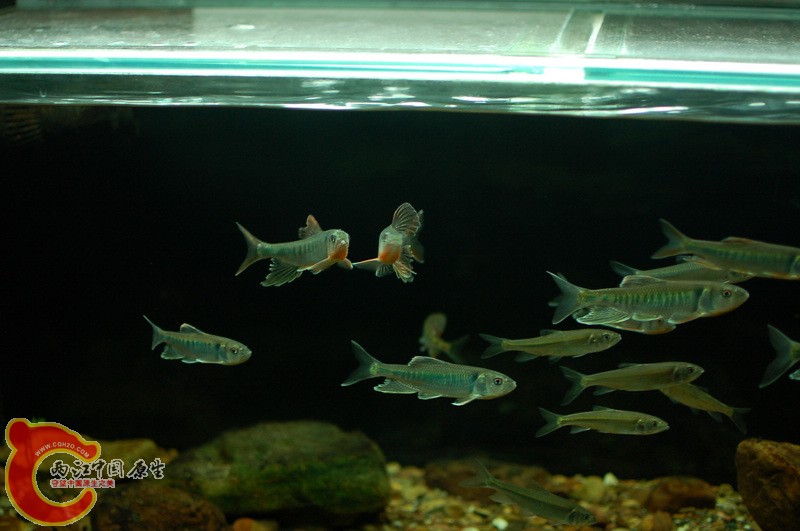 nEO_IMG_DSC_5826.jpg