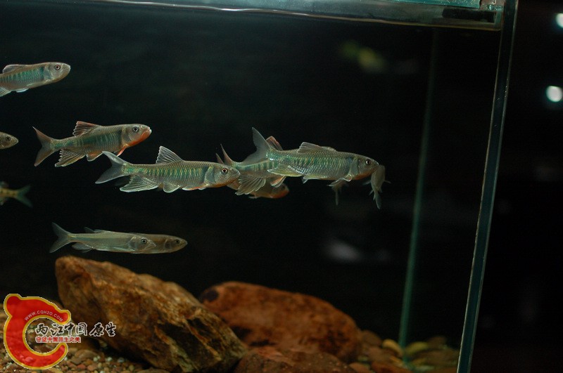 nEO_IMG_DSC_5903.jpg