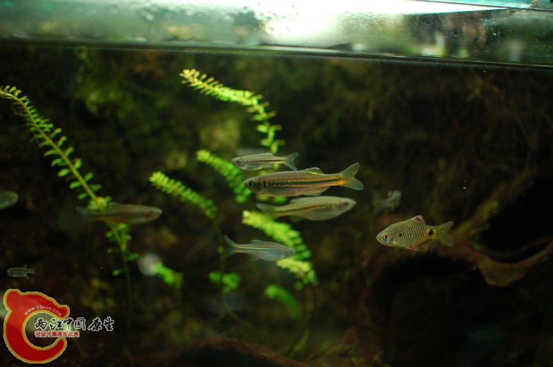 nEO_IMG_DSC_5908.jpg