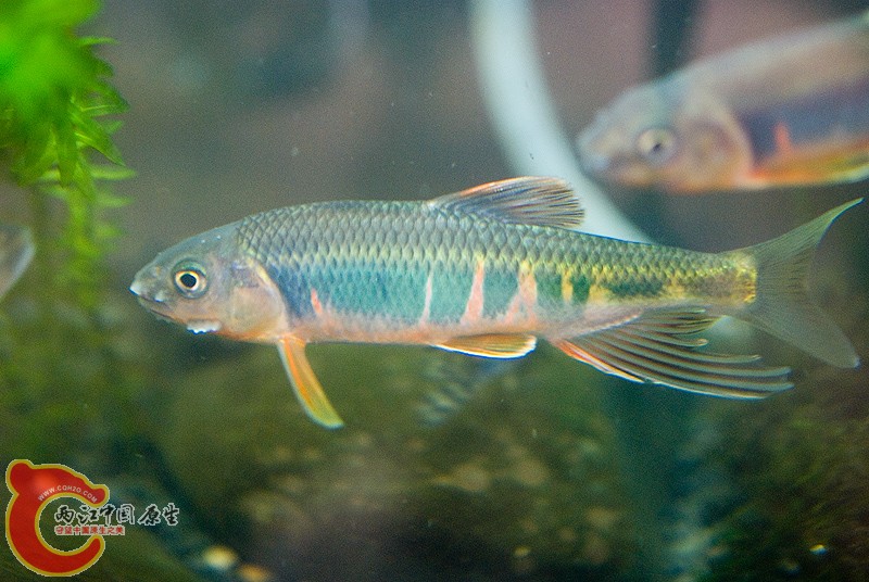 DSC_9706.jpg