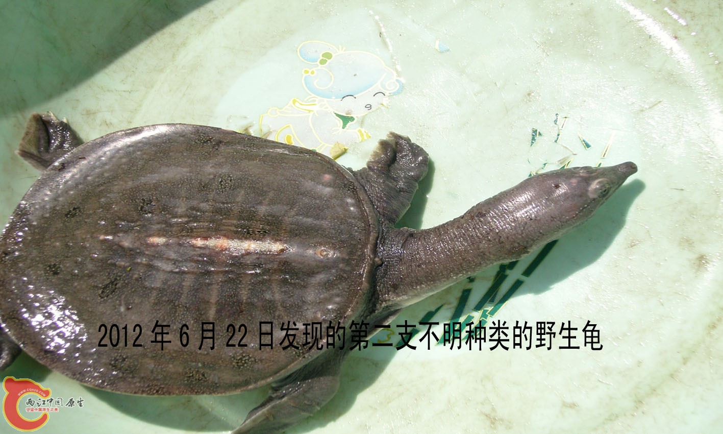回程的途中，又听说有人捉到一只，急忙拍照。此只健康状况比上一只好。