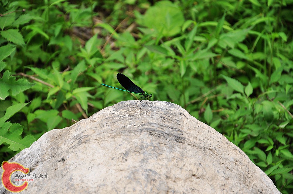 DSC_0090.jpg