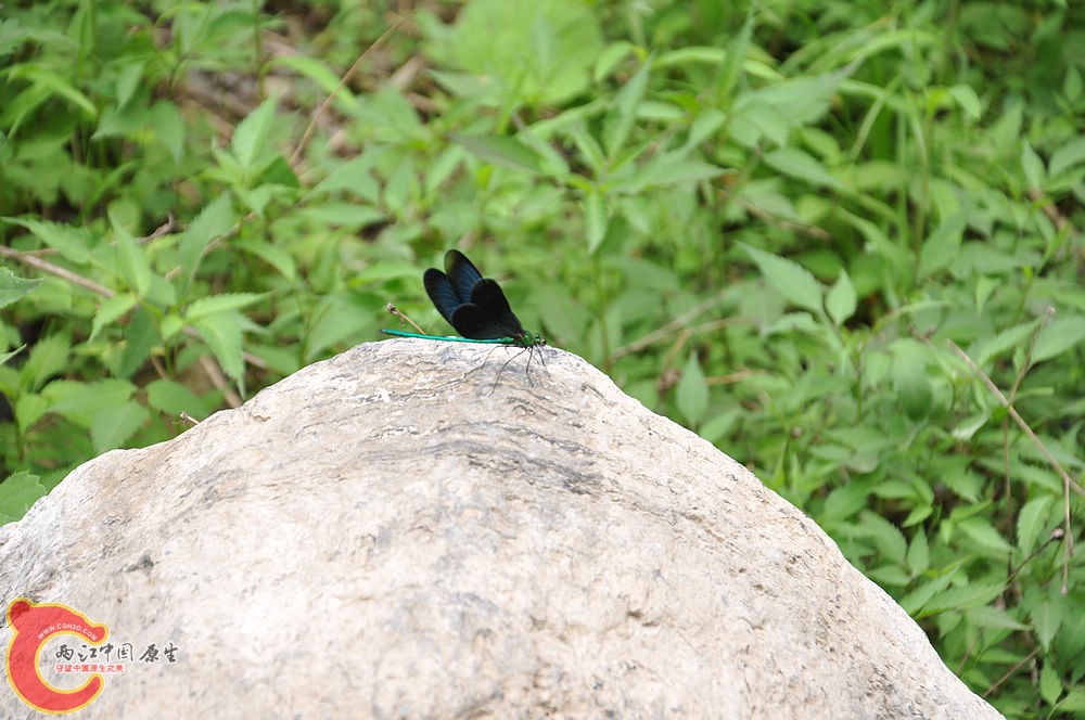 DSC_0099.jpg